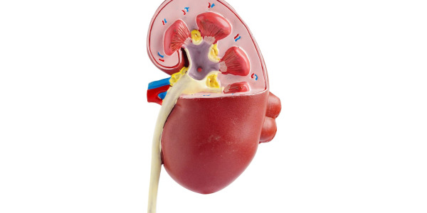 Wodonercze – co to jest? Objawy, przyczyny i leczenie wodonercza