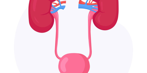 Cewka moczowa – jak wygląda, gdzie jest zlokalizowana, jakie choroby ją dotykają?