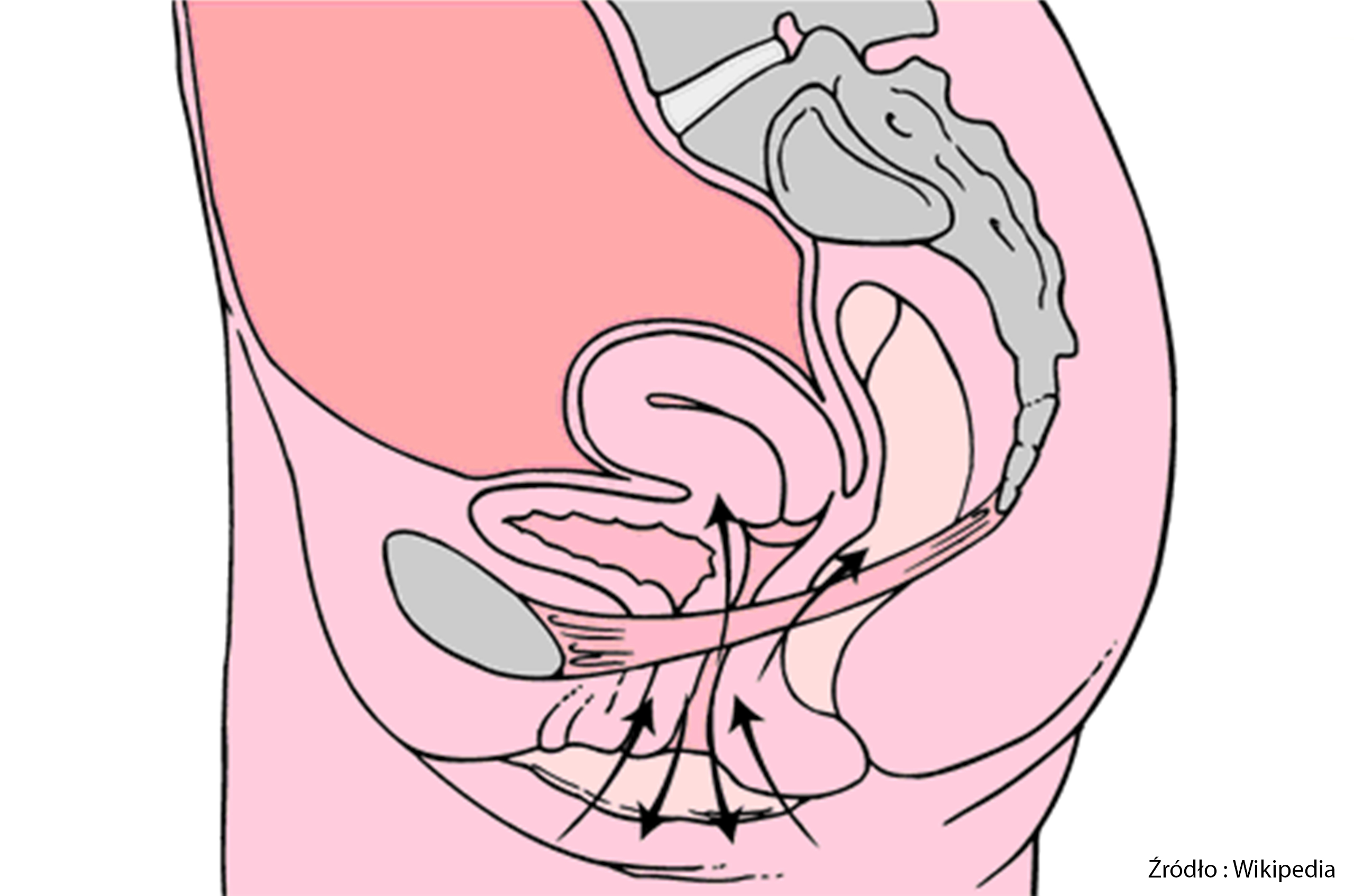 Czy warto ćwiczyć mięśnie Kegla ? Jak to robić ?